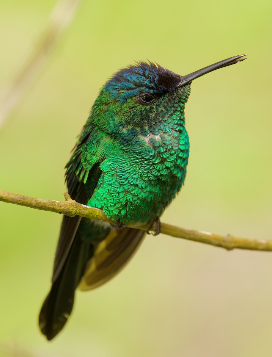 Violet-capped Woodnymph - ML646443811