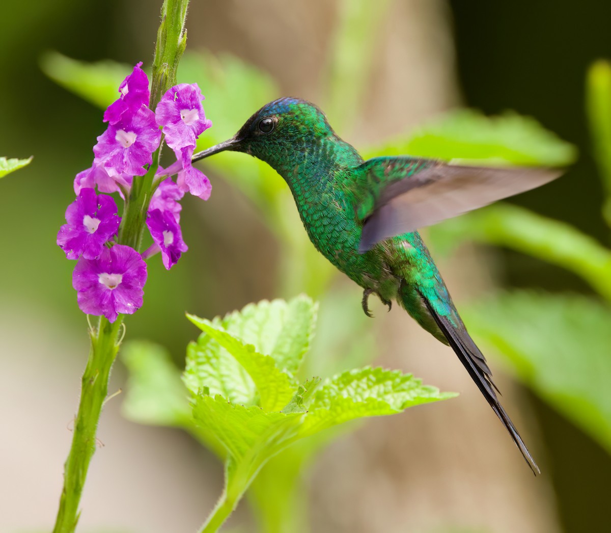 Violet-capped Woodnymph - ML646443812