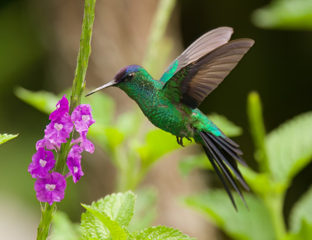 Violet-capped Woodnymph - ML646443813