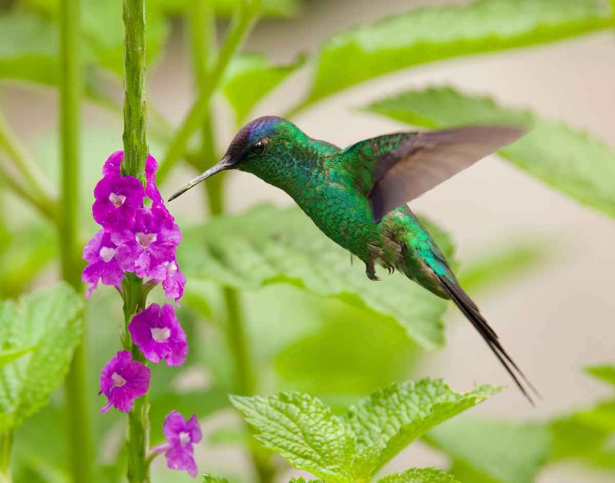 Violet-capped Woodnymph - ML646443814