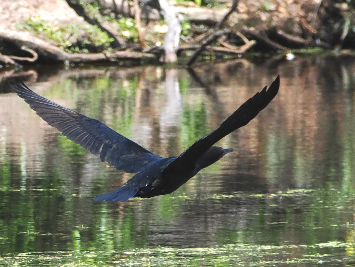 Little Black Cormorant - ML646443815