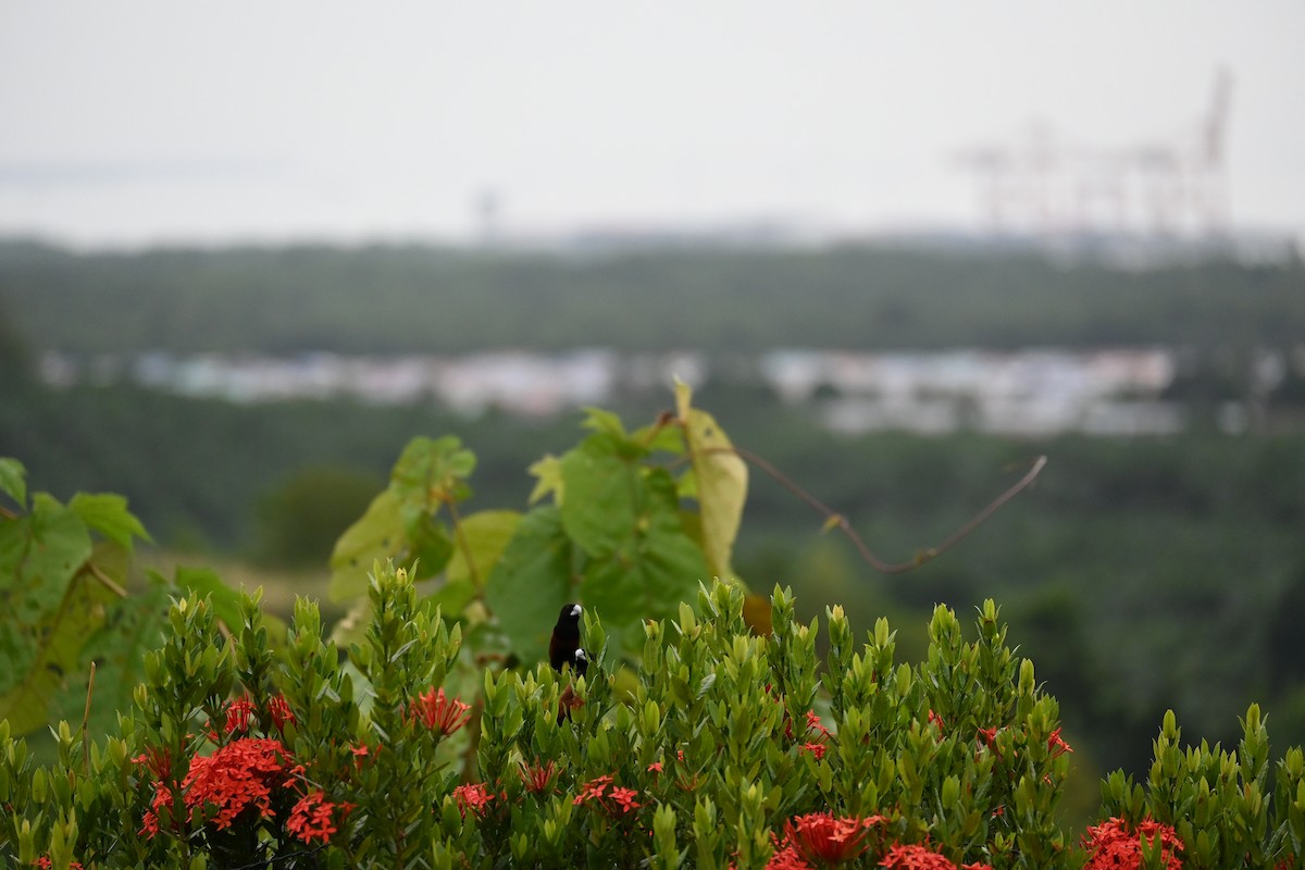 Chestnut Munia - ML646443819