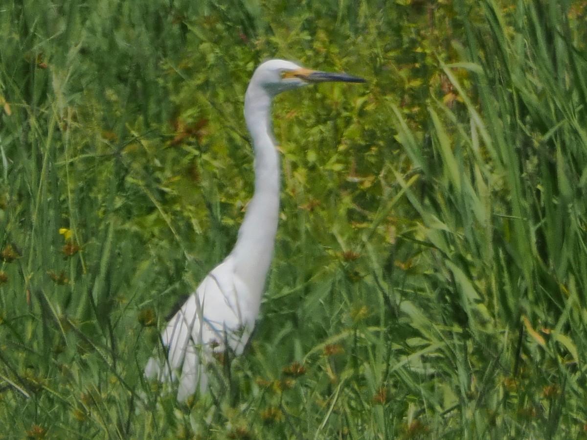 Great Egret - ML646443820