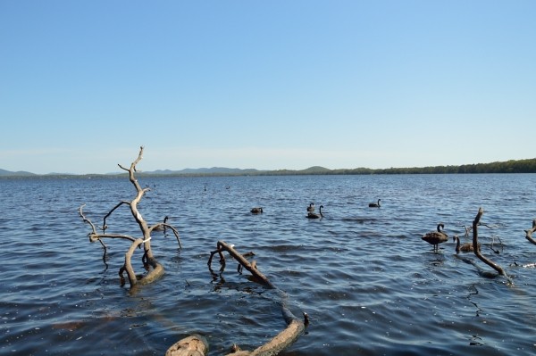 Beltxarga beltza - ML646443828