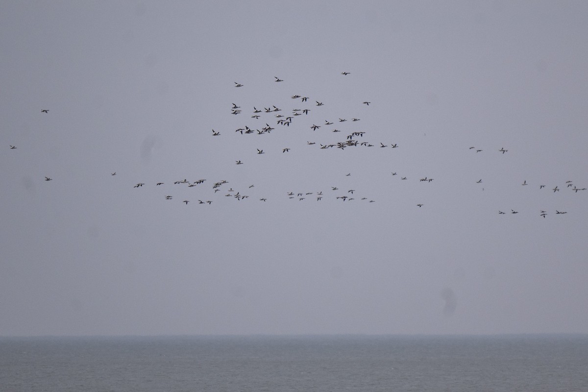 ウミアイサ - ML646443829