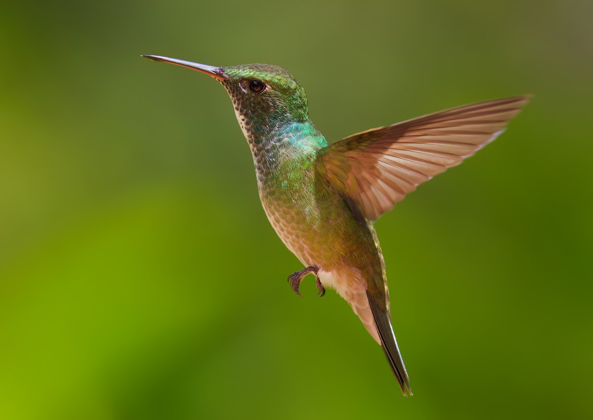 Versicolored Emerald - ML646443830