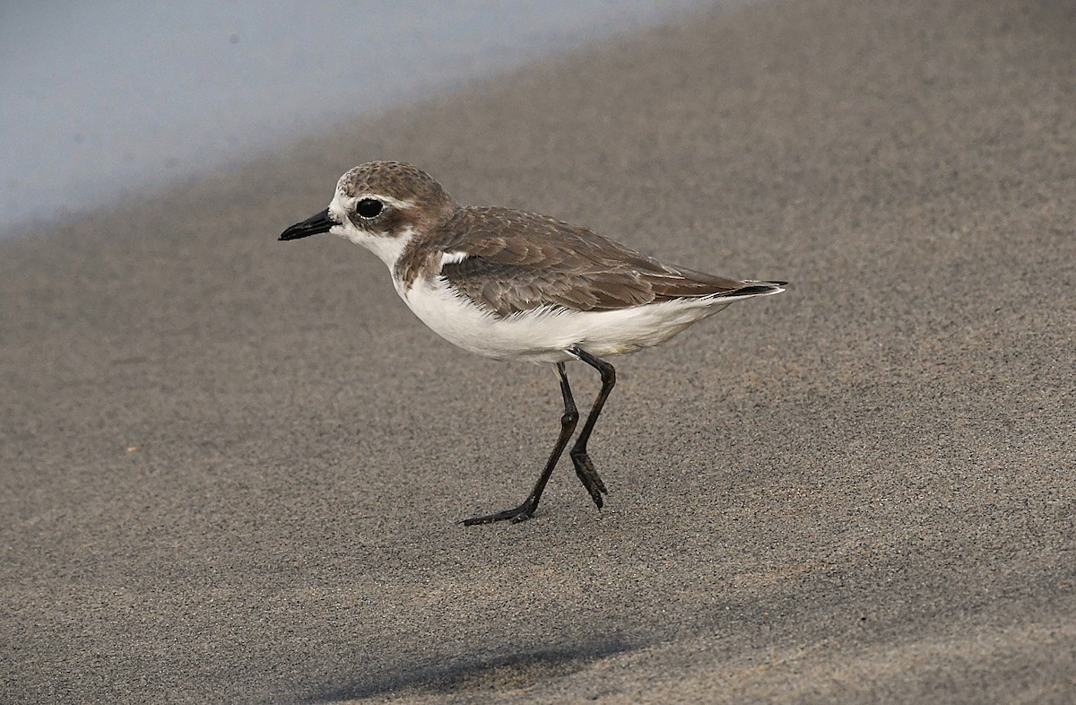 Tibet Cılıbıtı - ML646443831