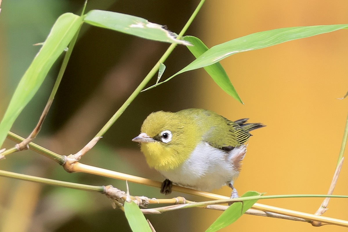 Chestnut-flanked White-eye - ML646443836