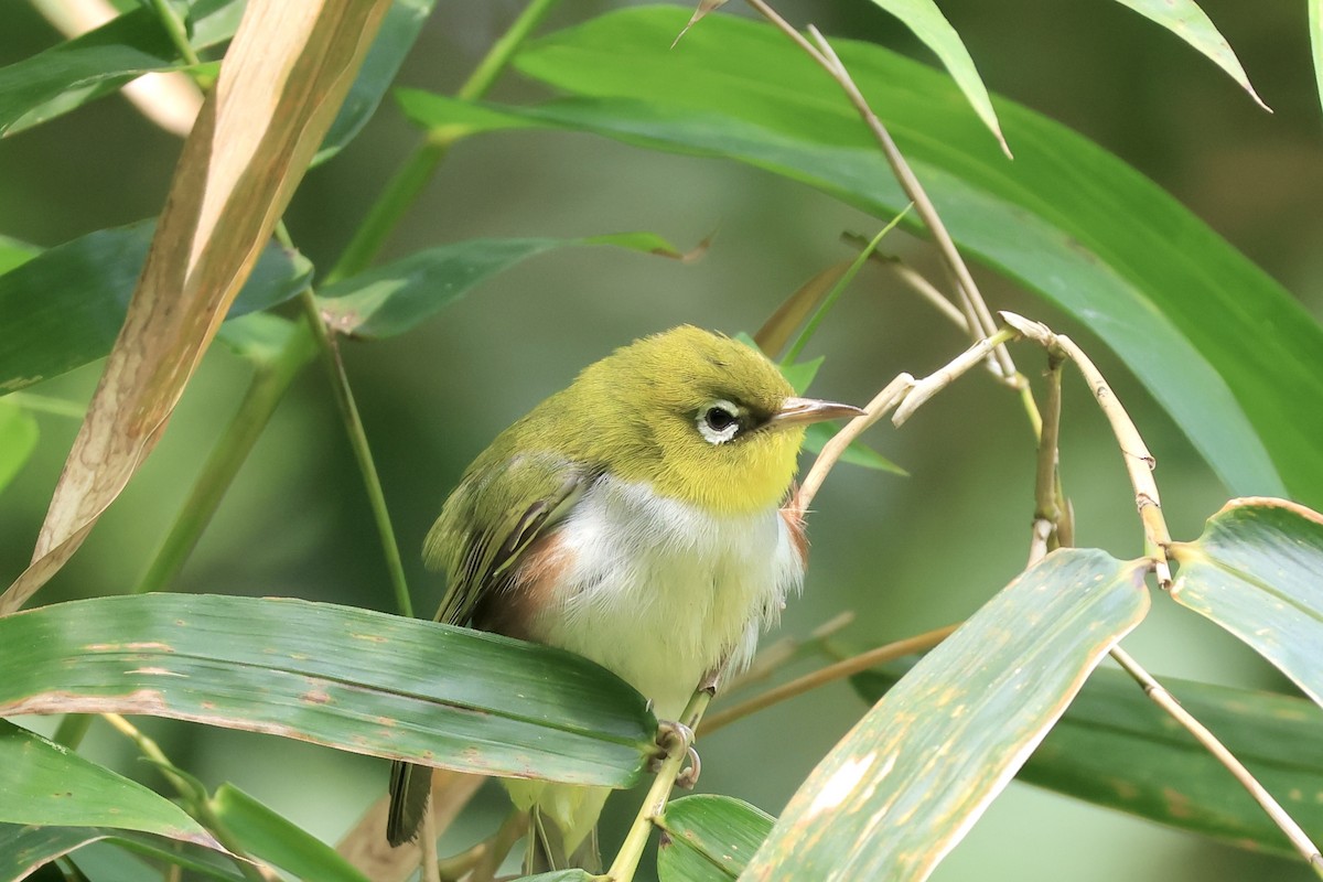 Chestnut-flanked White-eye - ML646443837
