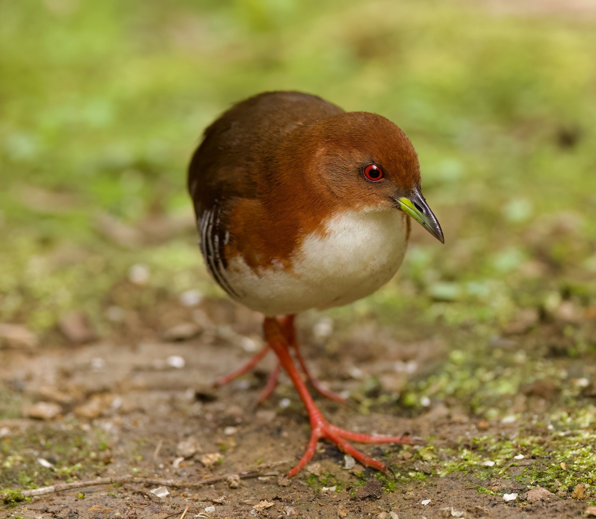 Red-and-white Crake - ML646443838