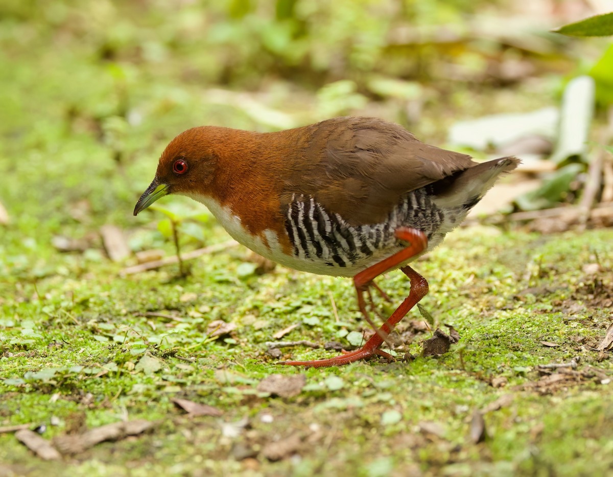 Red-and-white Crake - ML646443839