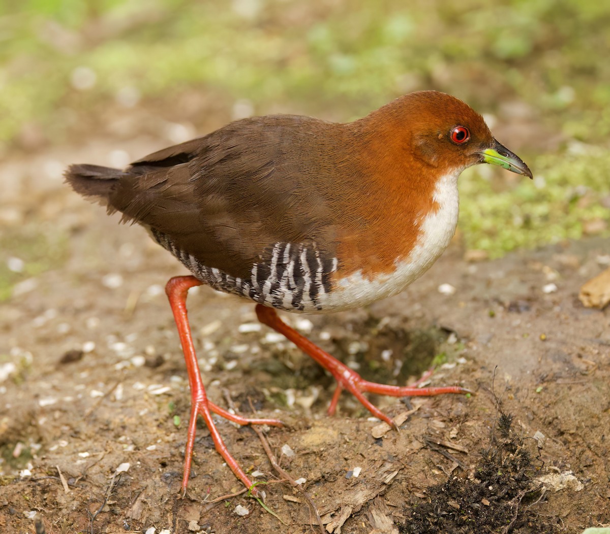Red-and-white Crake - ML646443840
