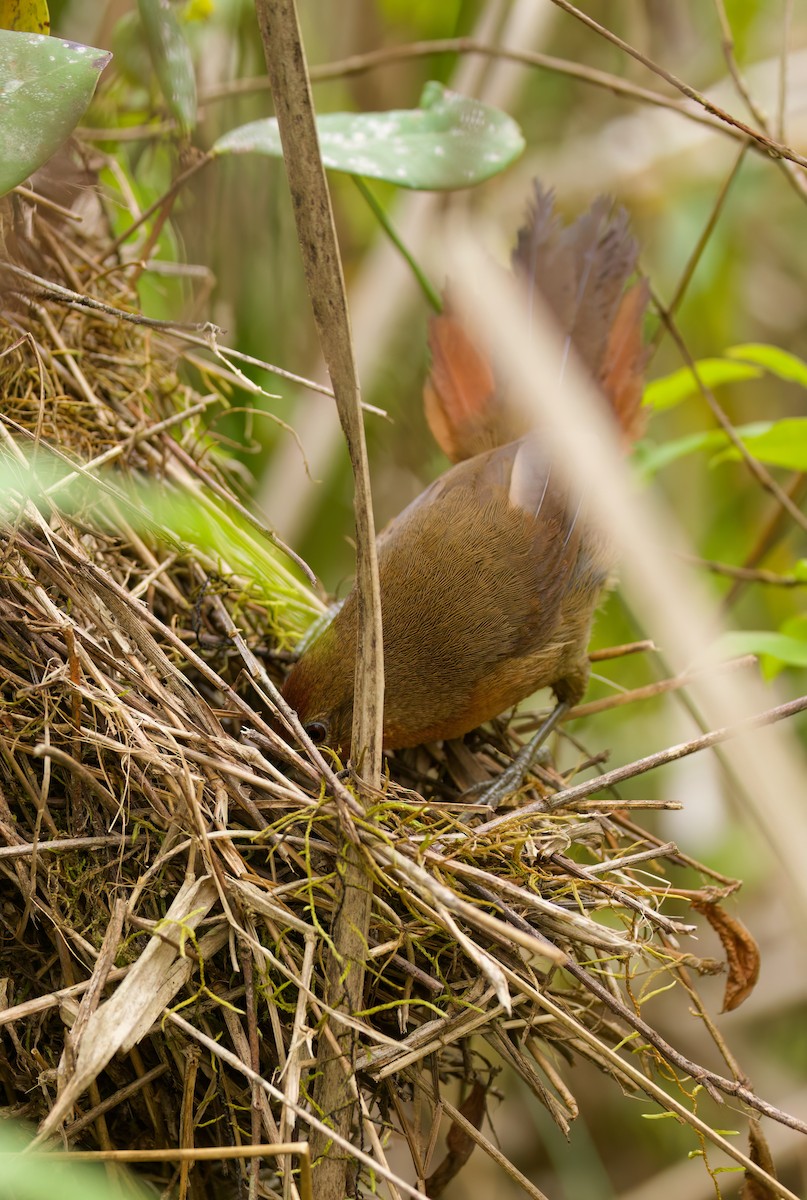 Orange-breasted Thornbird - ML646443847