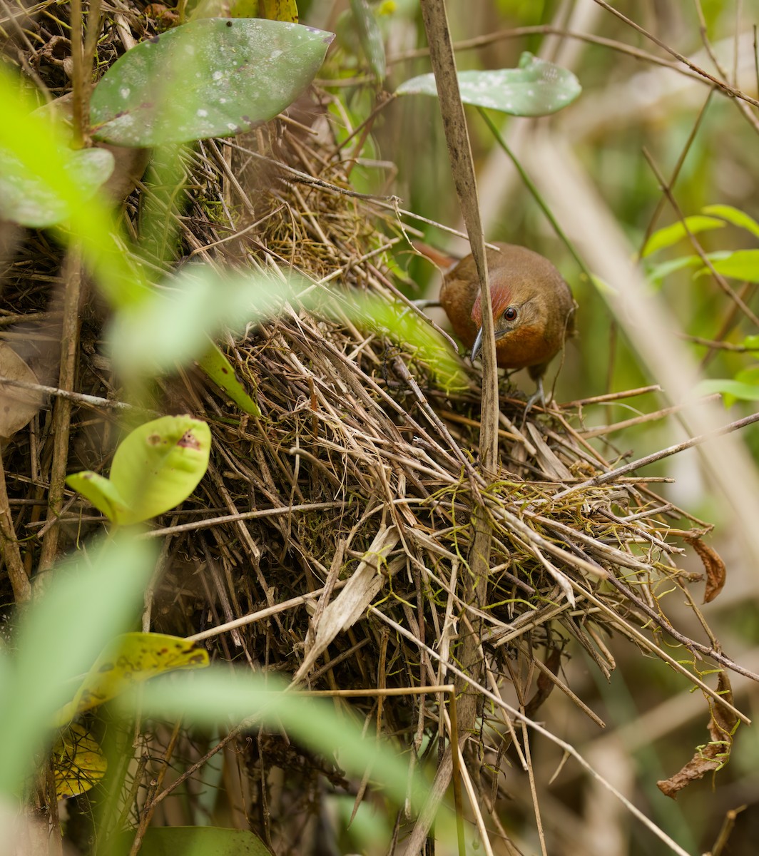Orange-breasted Thornbird - ML646443848