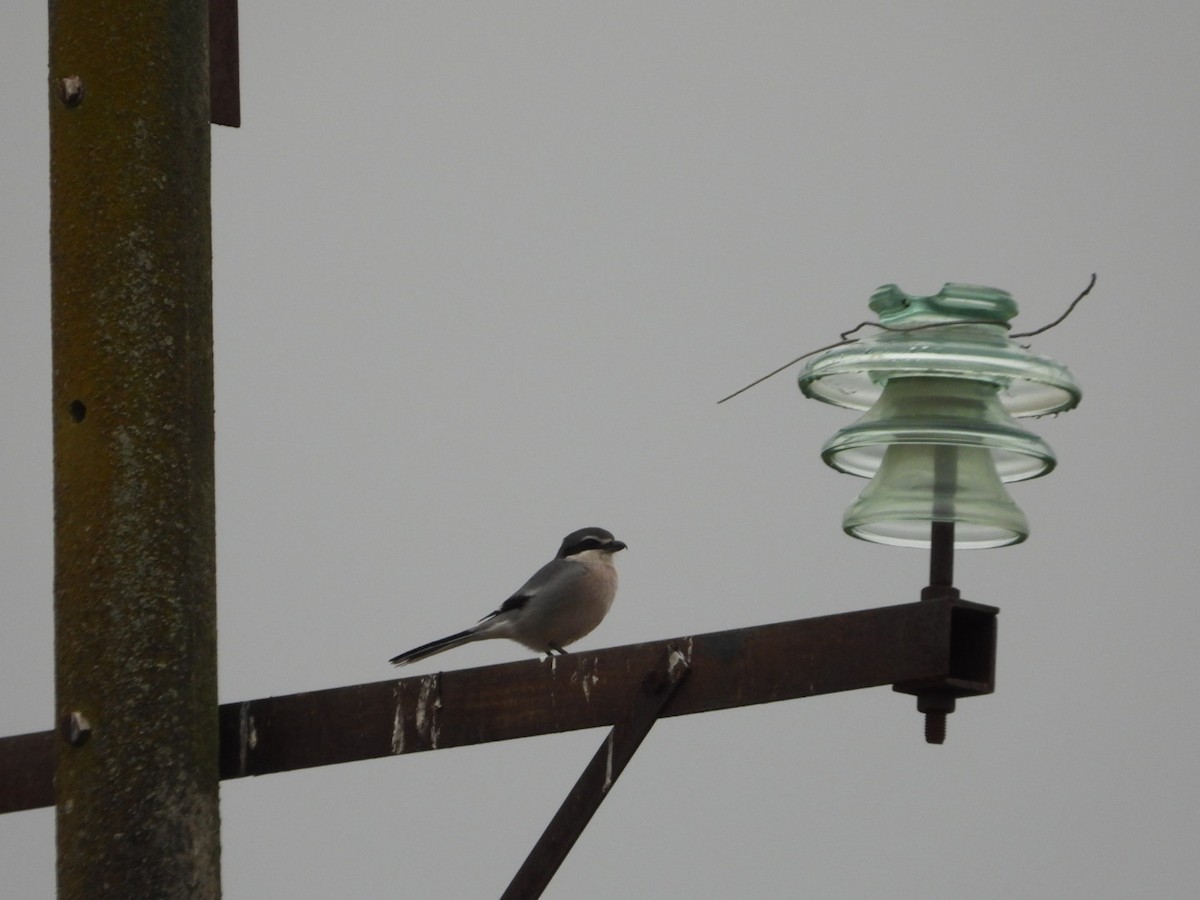 Iberian Gray Shrike - ML646443854