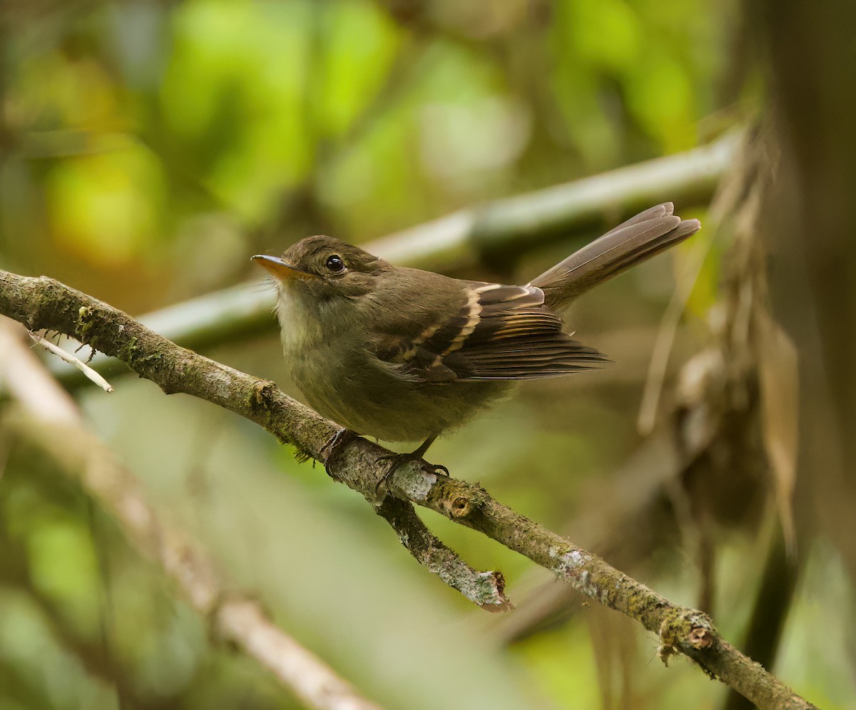 Euler's Flycatcher - ML646443856