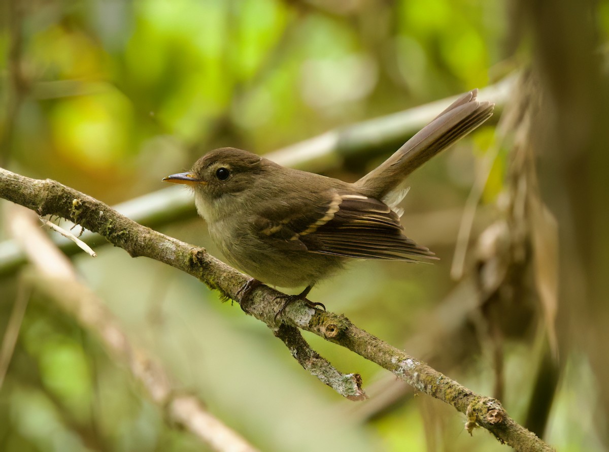 Euler's Flycatcher - ML646443857