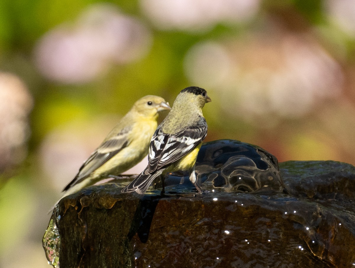 Sarı-Siyah İskete - ML646443858