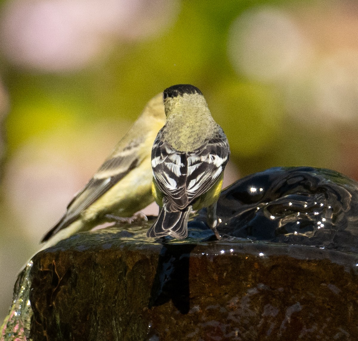 Sarı-Siyah İskete - ML646443859