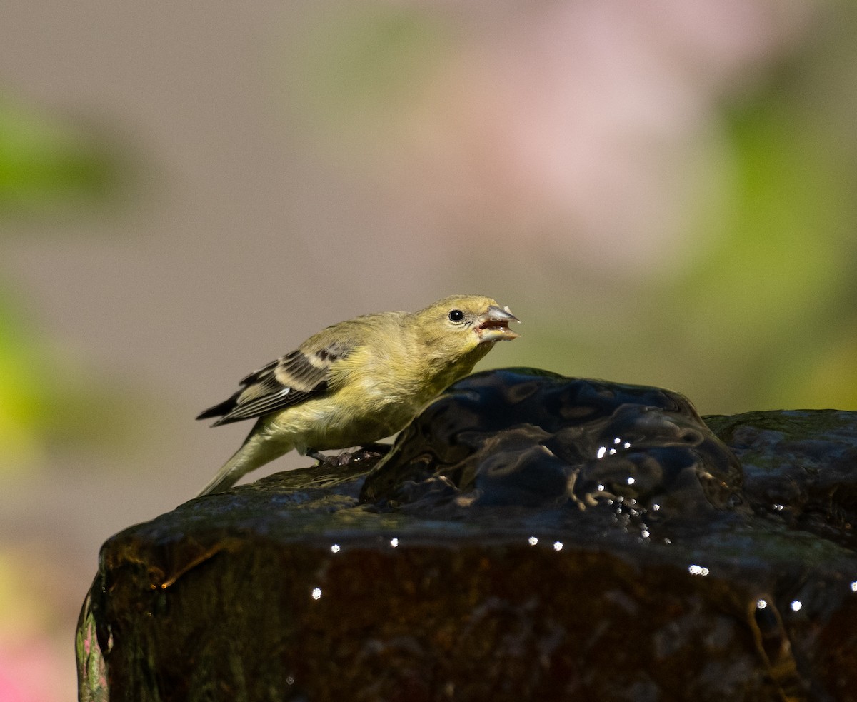 Sarı-Siyah İskete - ML646443860