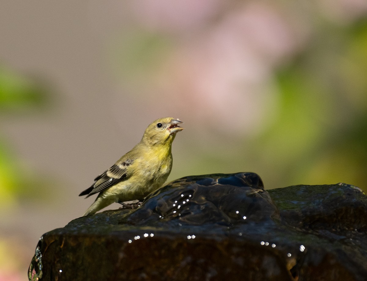 Sarı-Siyah İskete - ML646443861