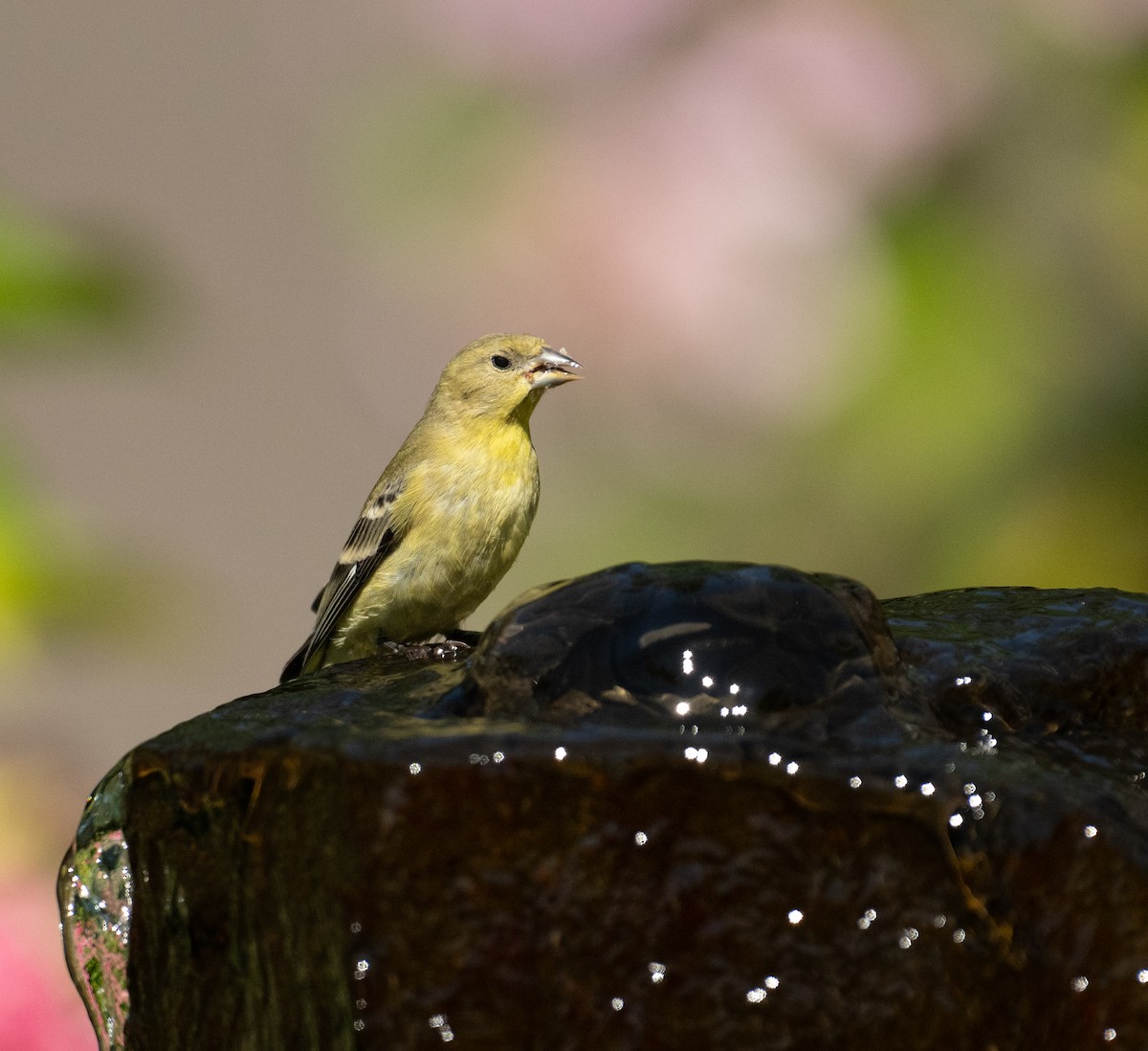 Sarı-Siyah İskete - ML646443862