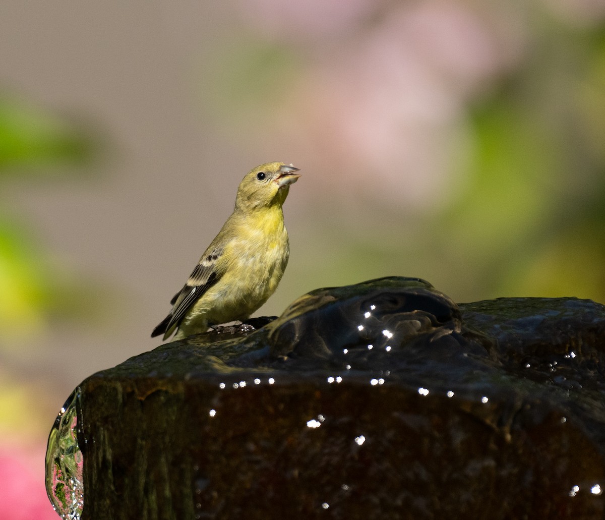 Sarı-Siyah İskete - ML646443863