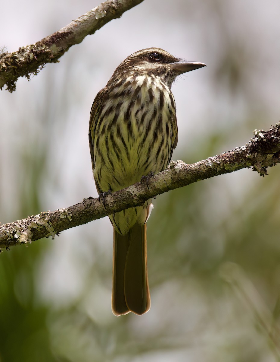 Streaked Flycatcher - ML646443864