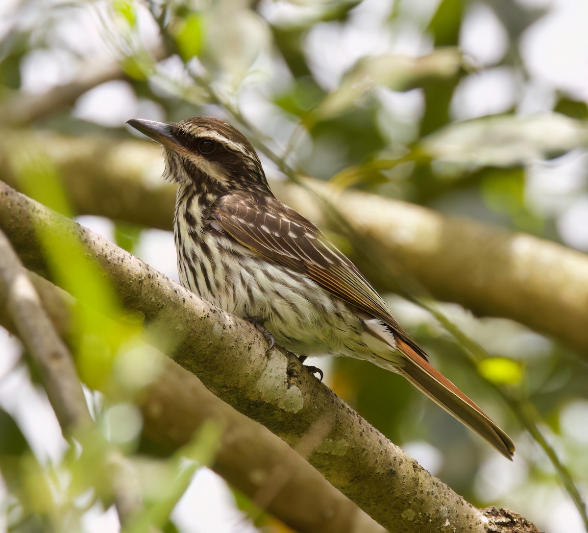 Streaked Flycatcher - ML646443865