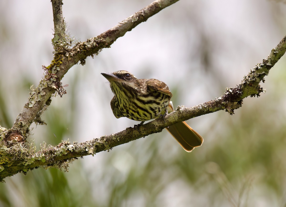 Streaked Flycatcher - ML646443866