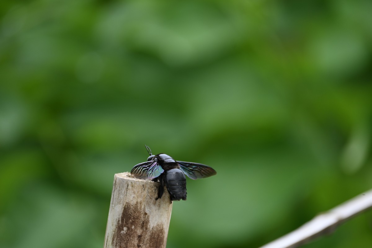 Animals - ML646443867