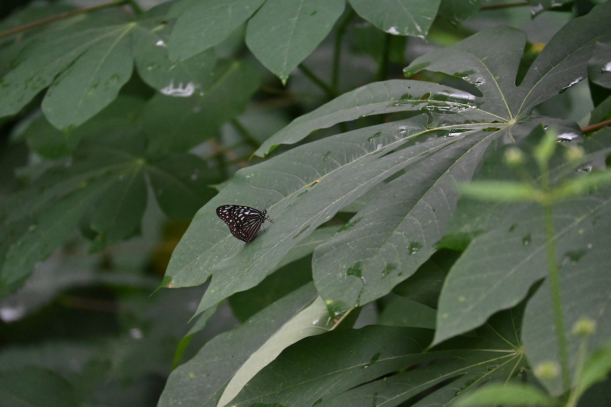 Animals - ML646443868