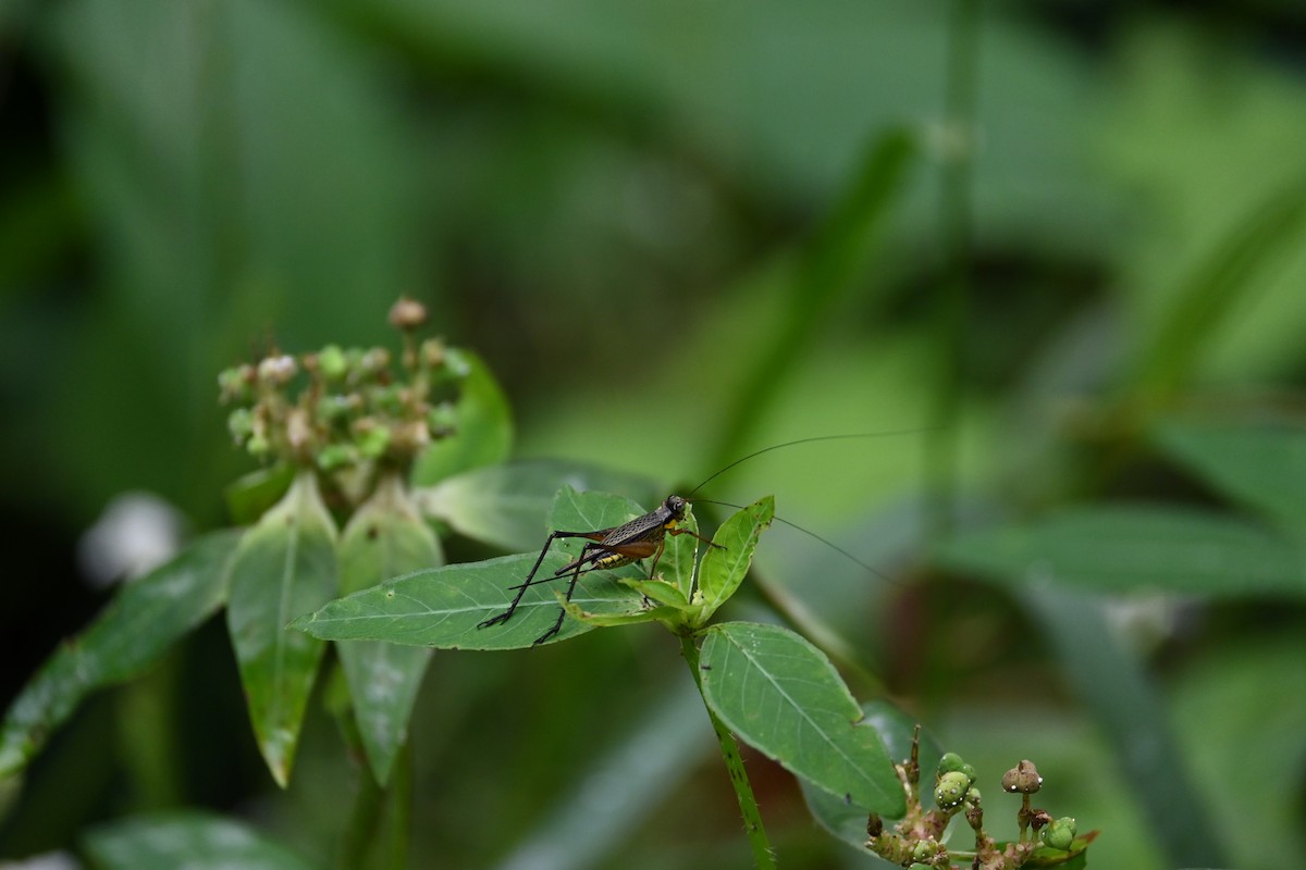 Animals - ML646443869