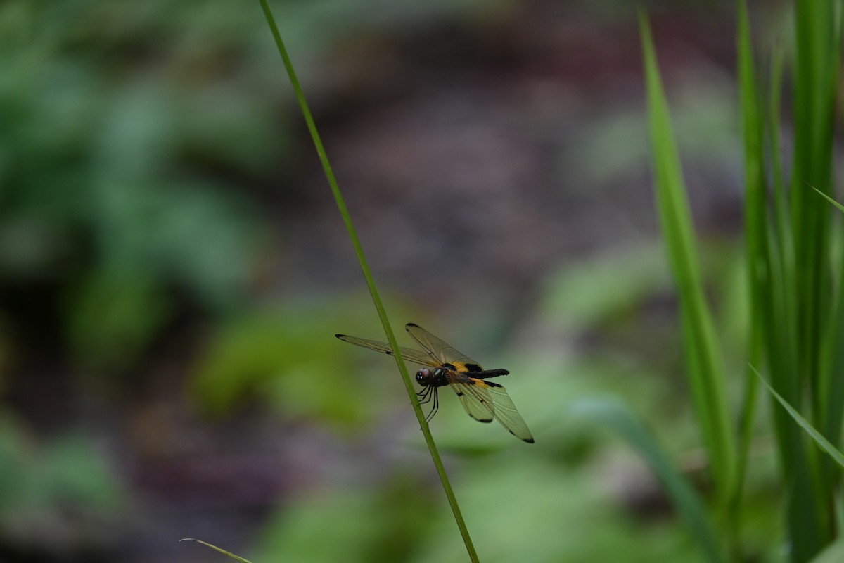 Animals - ML646443870