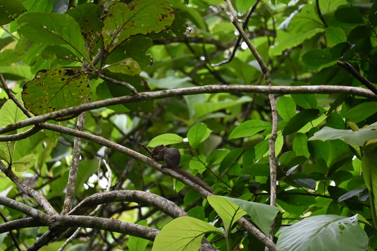 Animals - ML646443871