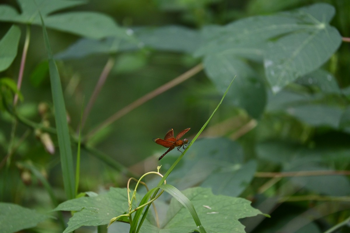 Animals - ML646443872