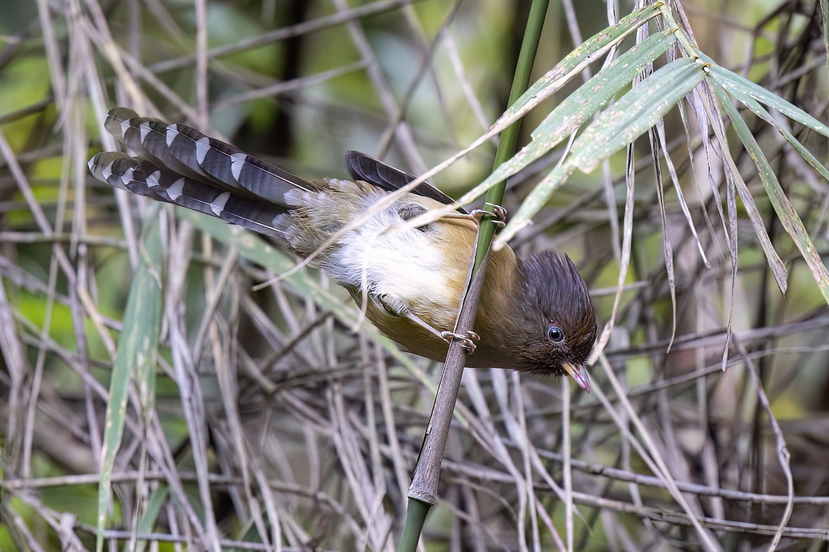 Rusty-fronted Barwing - ML646443873
