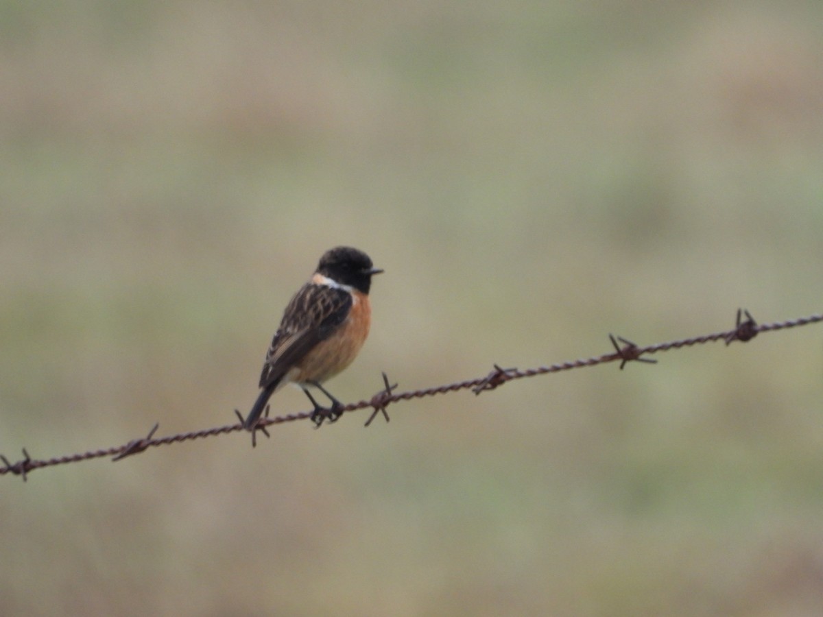 European Stonechat - ML646443874
