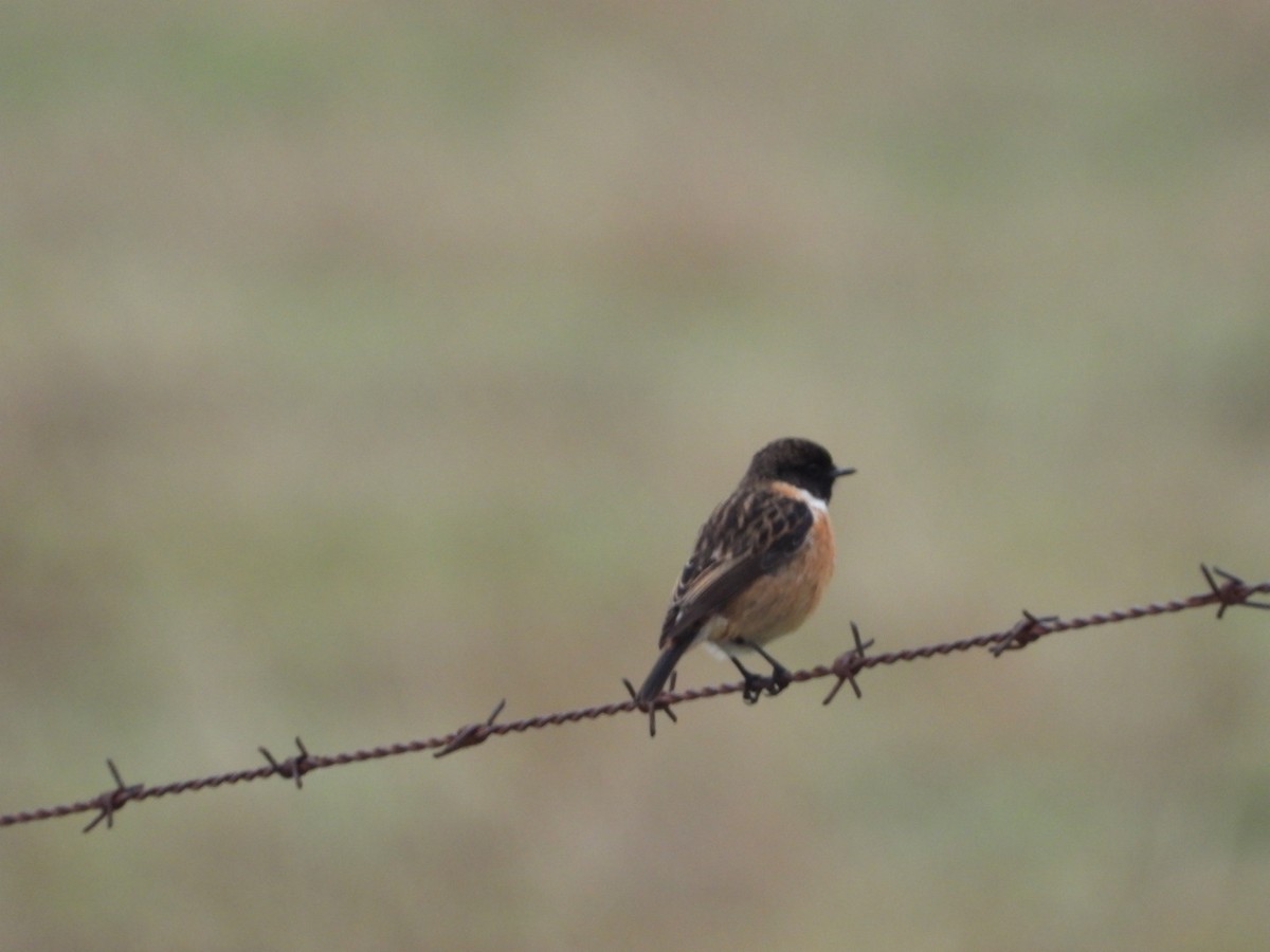 European Stonechat - ML646443875