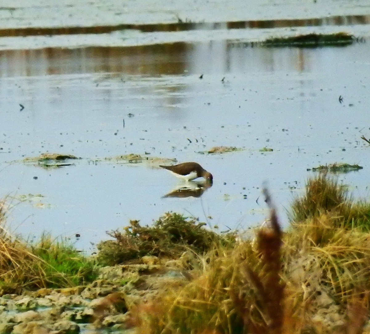 Waldwasserläufer - ML646443877