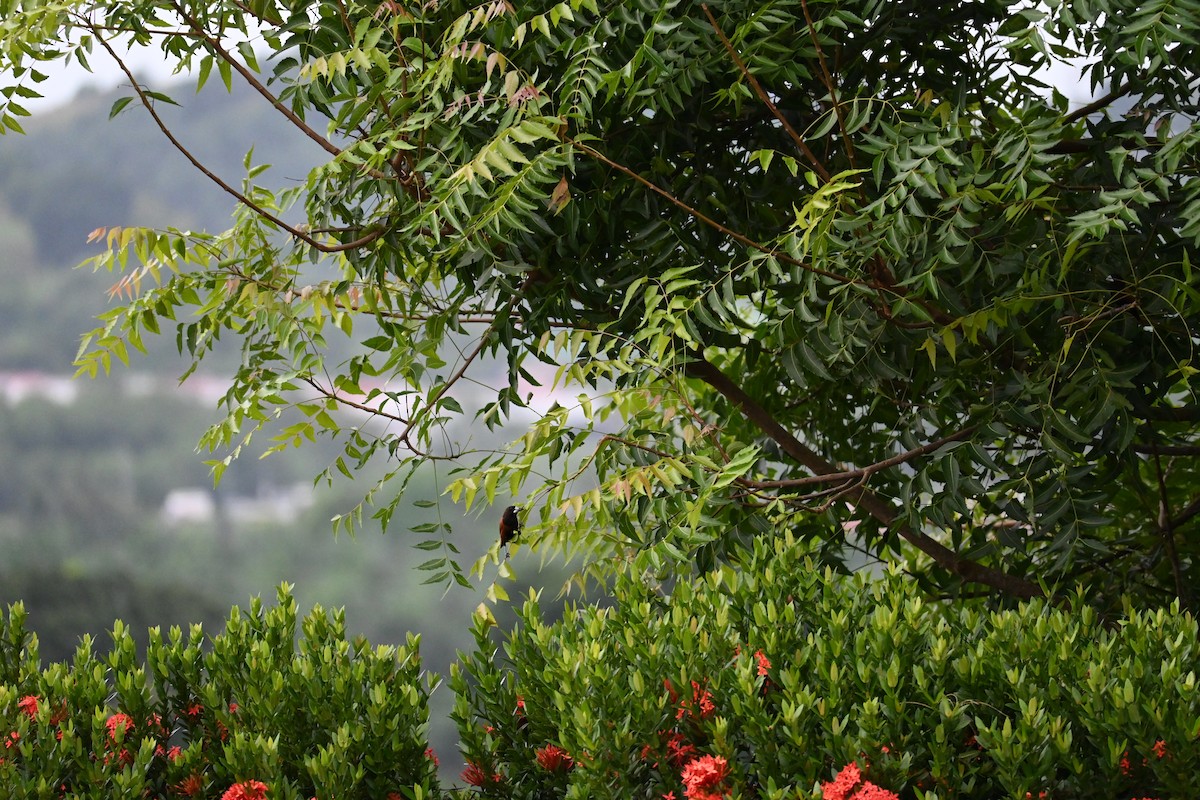 Chestnut Munia - ML646443880