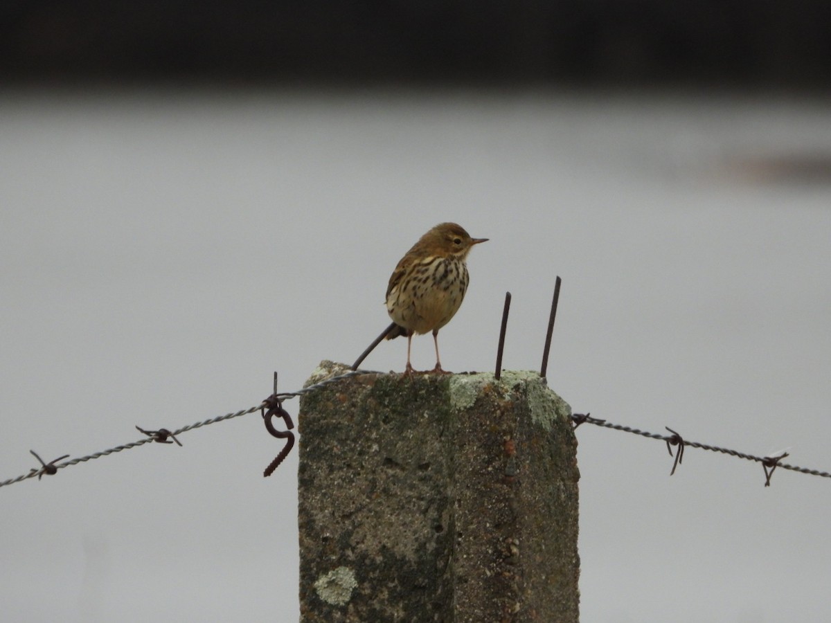 Meadow Pipit - ML646443881