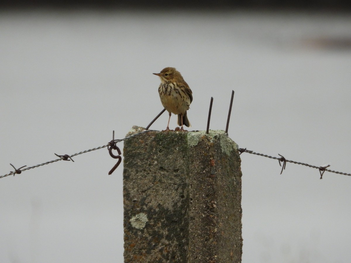 Meadow Pipit - ML646443882