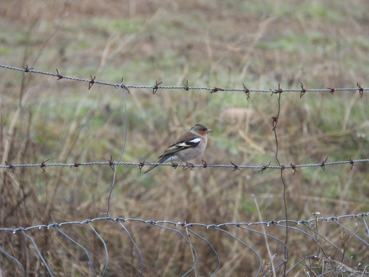 Common Chaffinch - ML646443889
