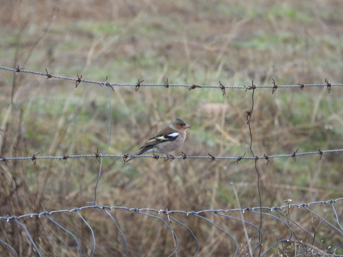 Common Chaffinch - ML646443890
