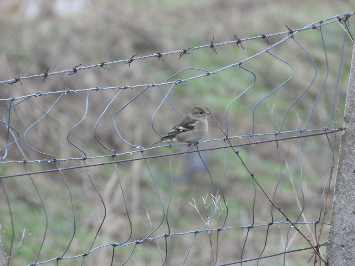 Common Chaffinch - ML646443891