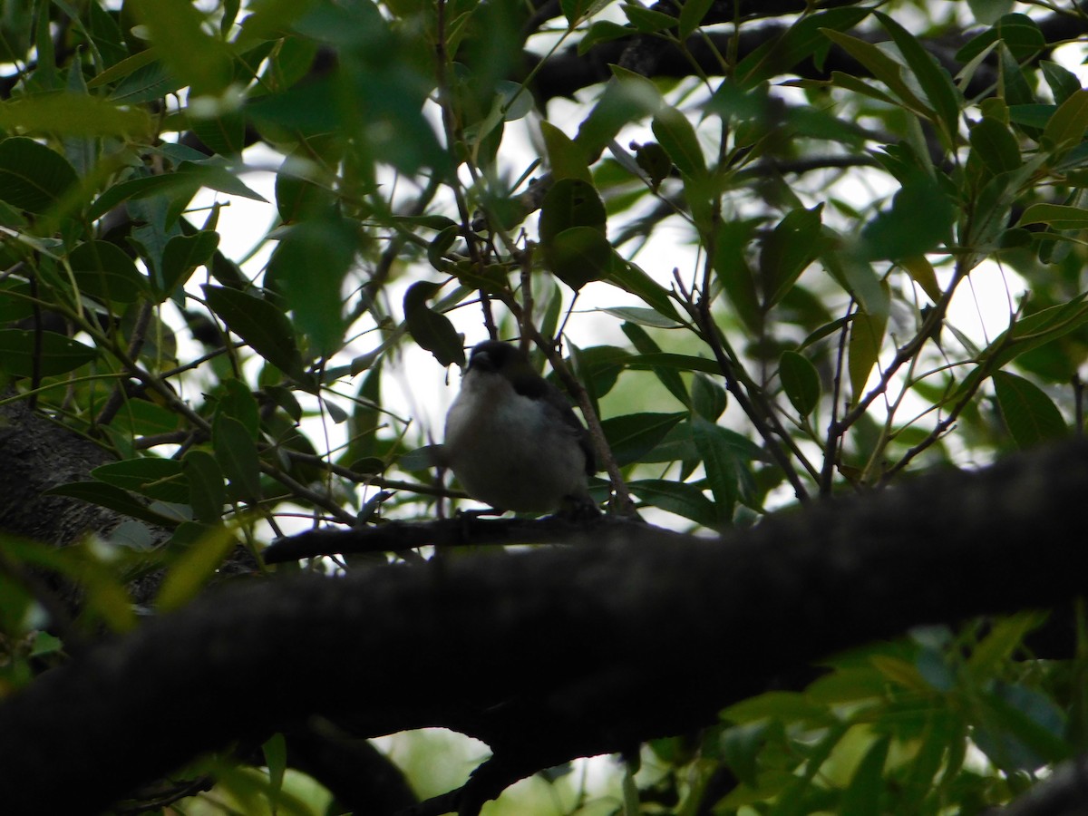 ズグロシトド - ML646443894