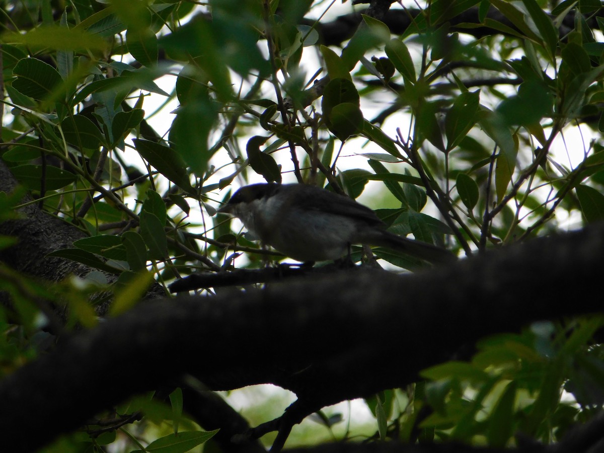 ズグロシトド - ML646443895