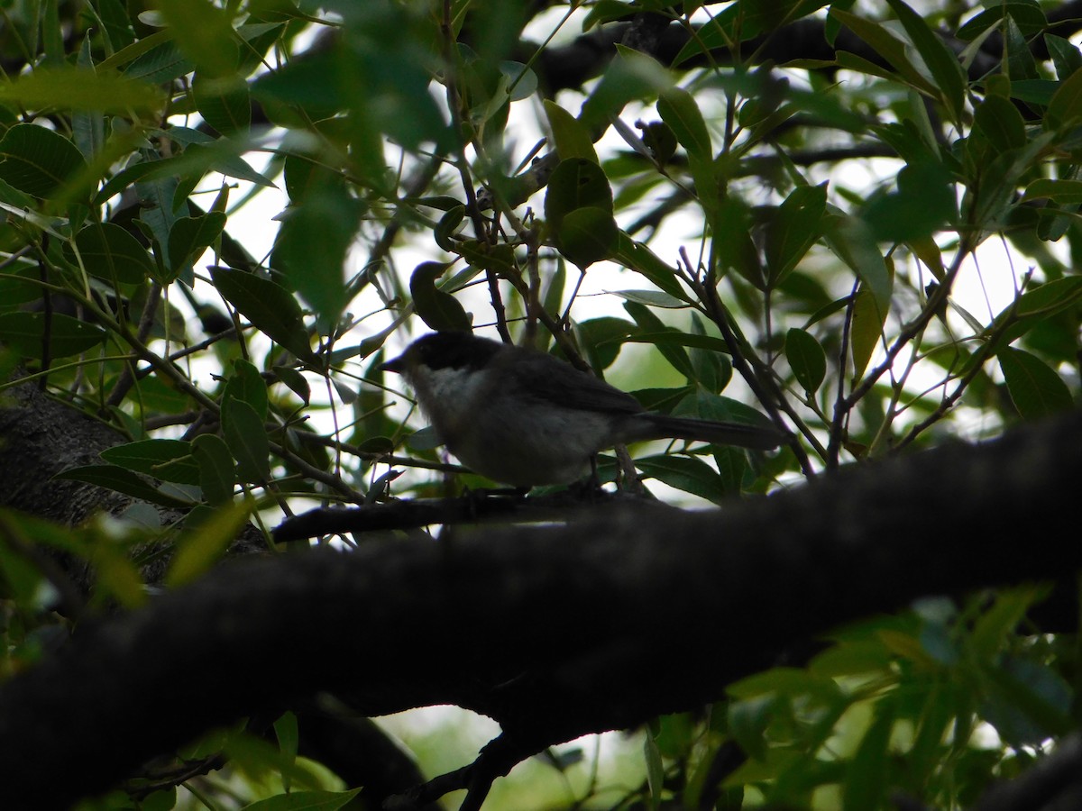 ズグロシトド - ML646443896