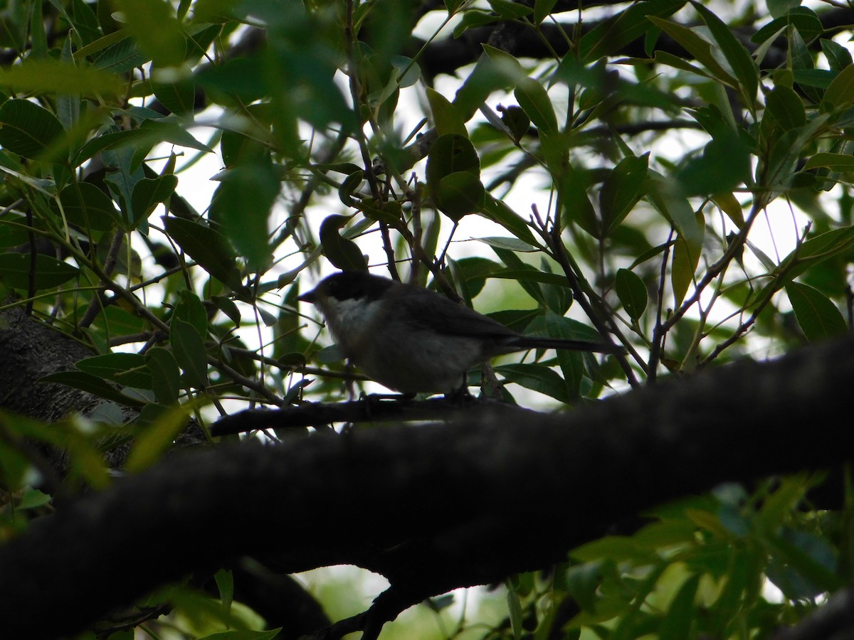 ズグロシトド - ML646443897